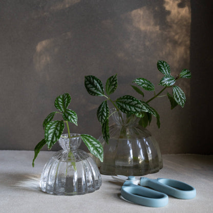 Root Propagation Vase (Two Sizes Available)