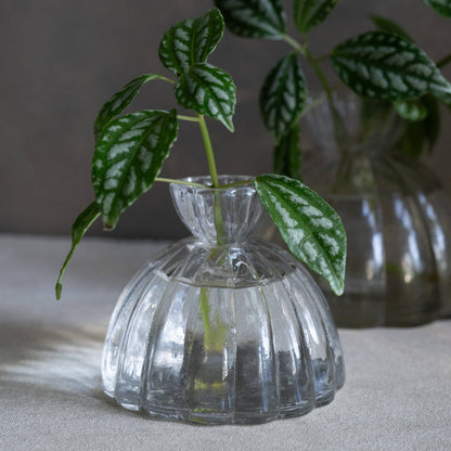 Root Propagation Vase (Two Sizes Available)