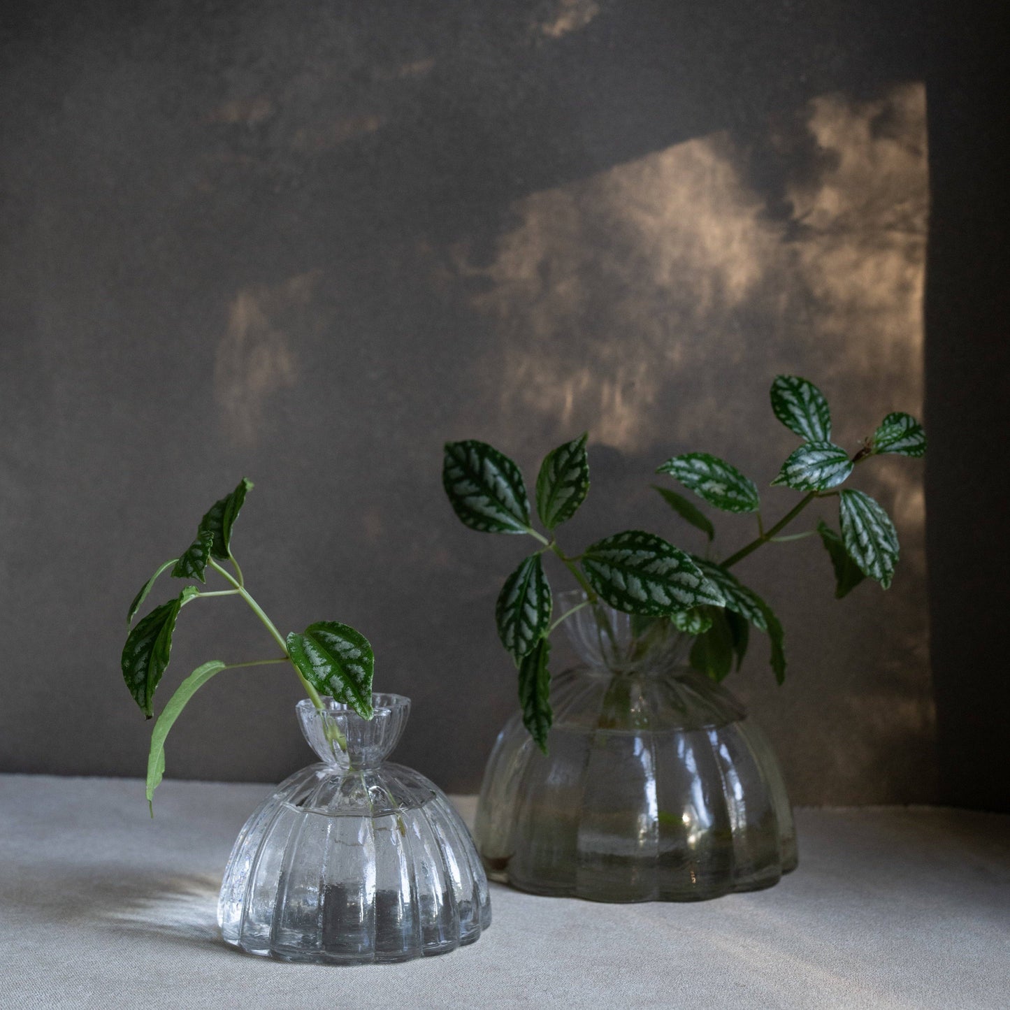 Root Propagation Vase (Two Sizes Available)
