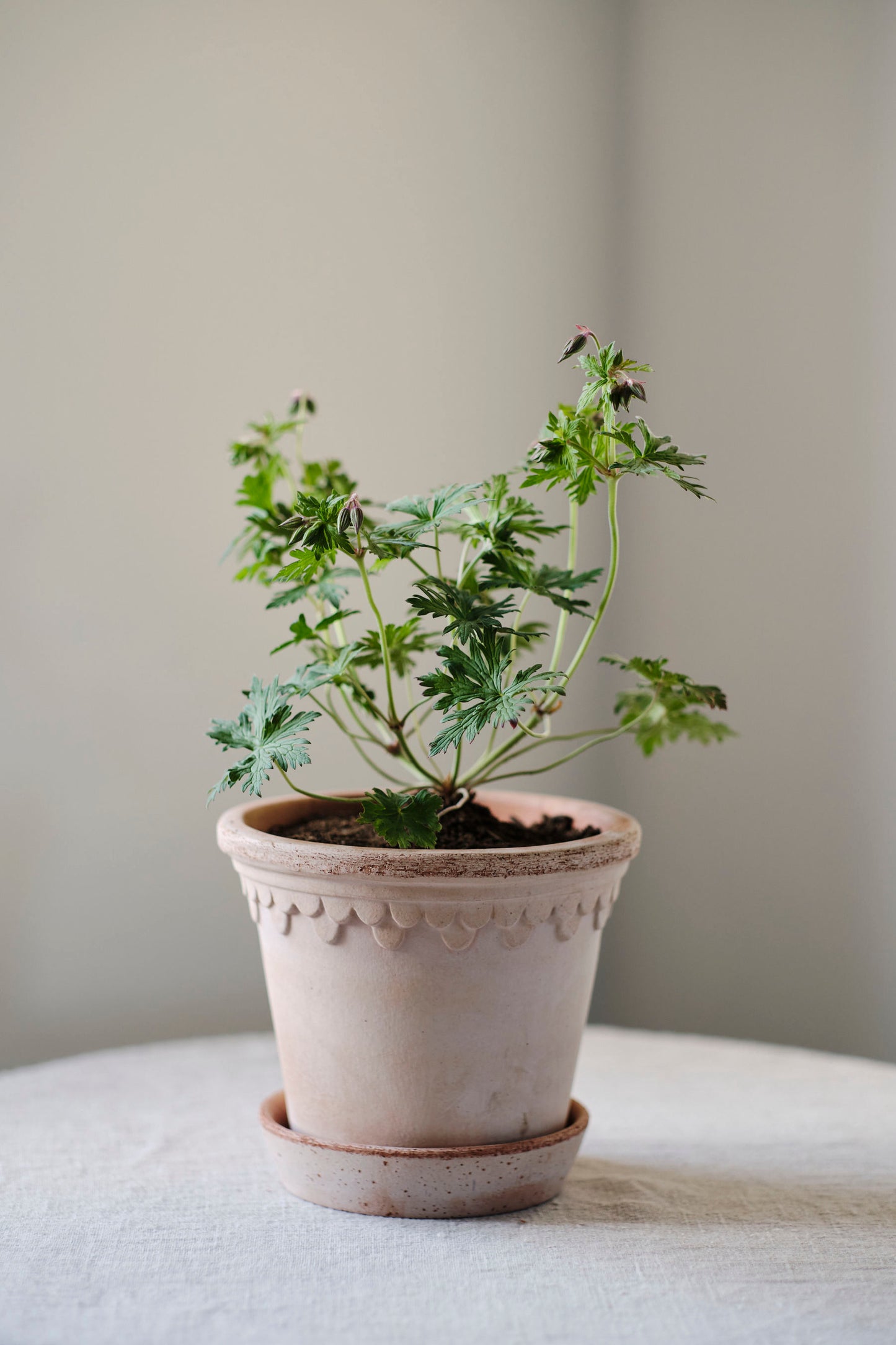 Københavner RAW Rosa Pot | 12 CM