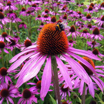 Strength in Echinacea Flower Tarot Seed Packet
