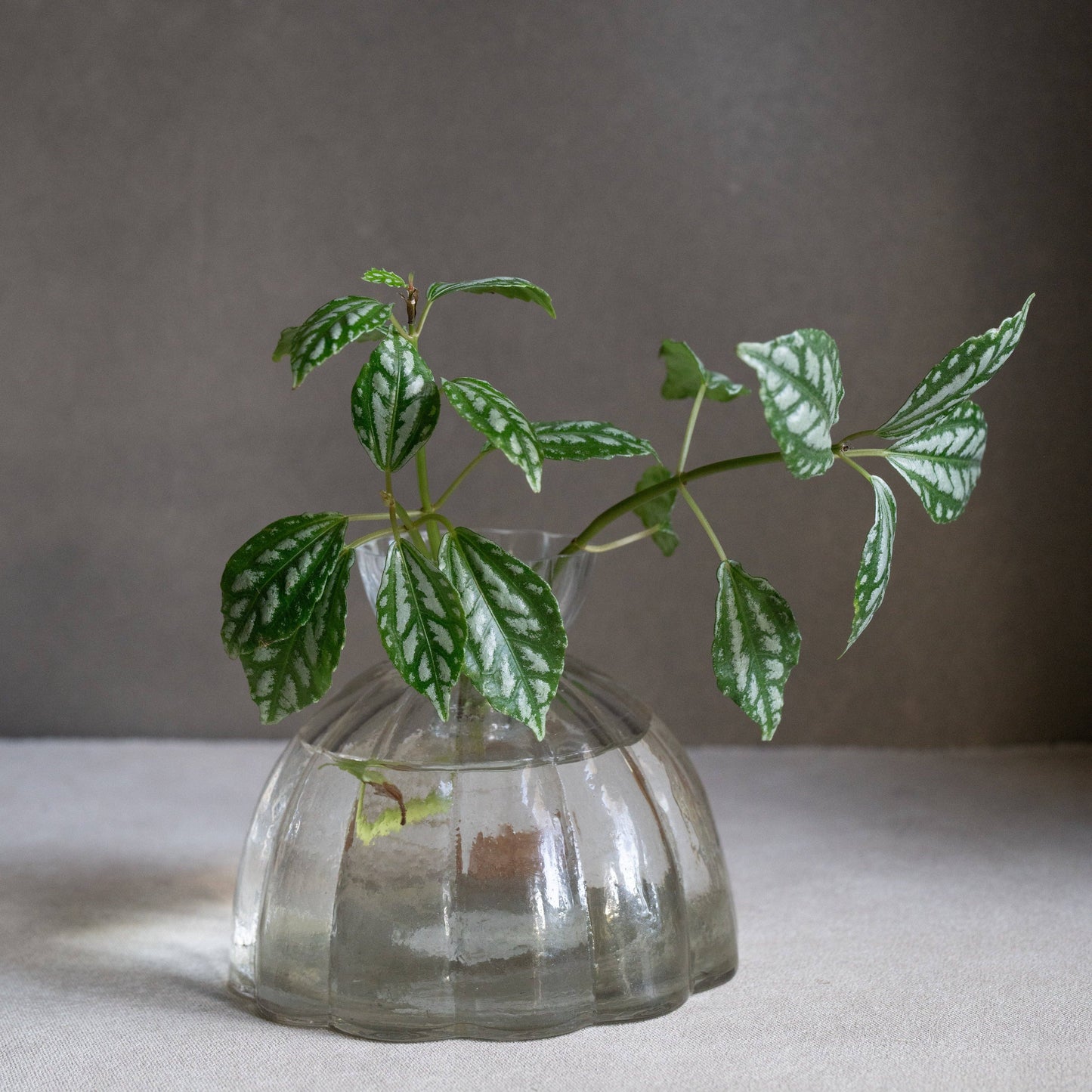 Root Propagation Vase (Two Sizes Available)