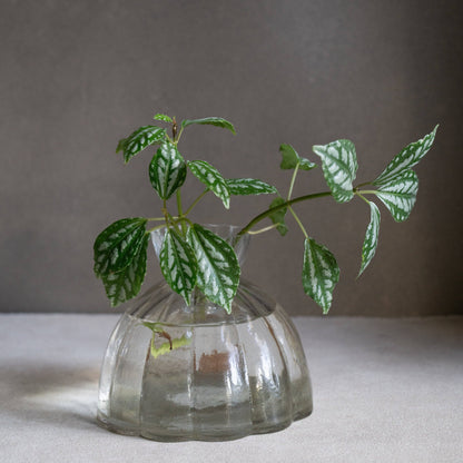 Root Propagation Vase (Two Sizes Available)