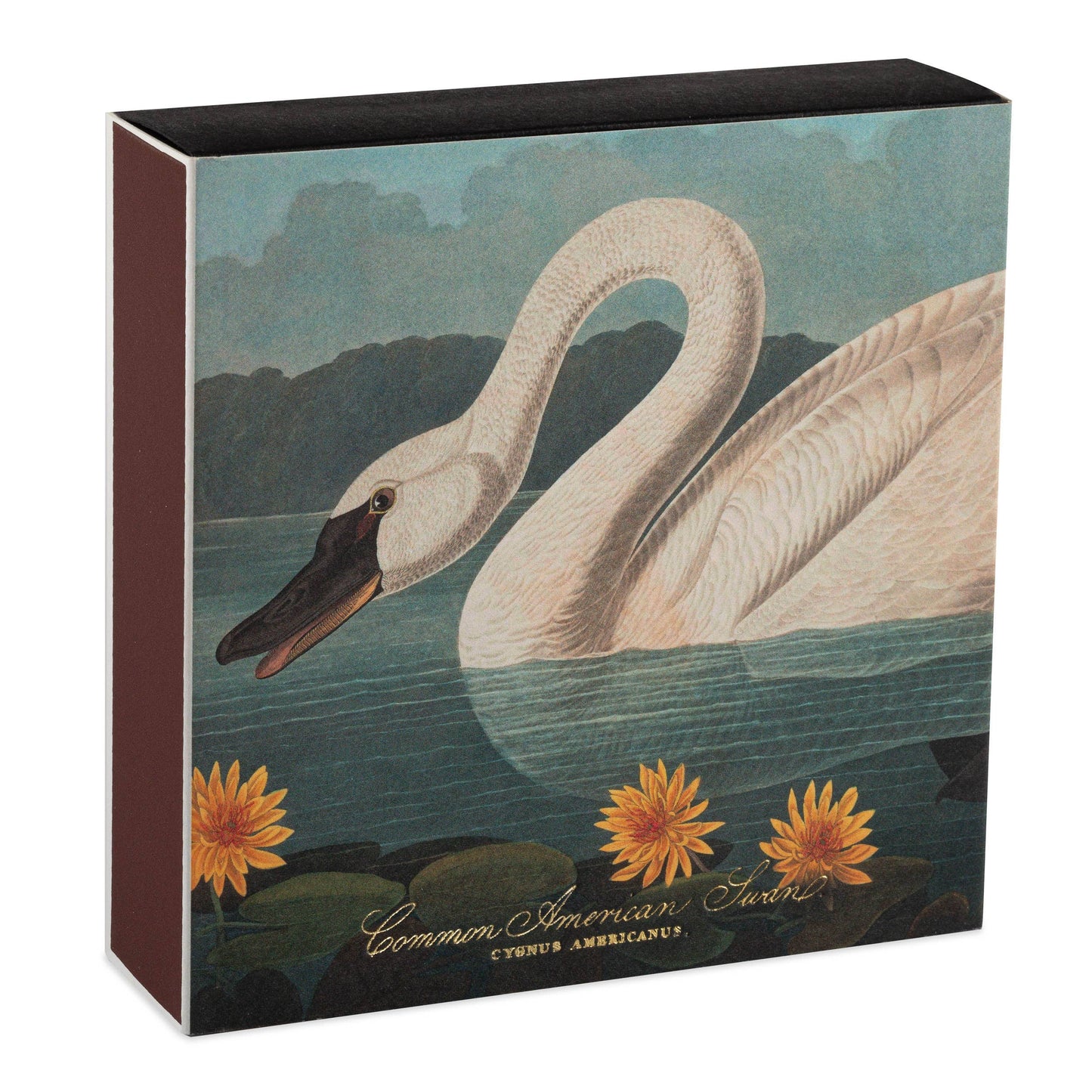 Common American Swan  | Square - Safety Matches