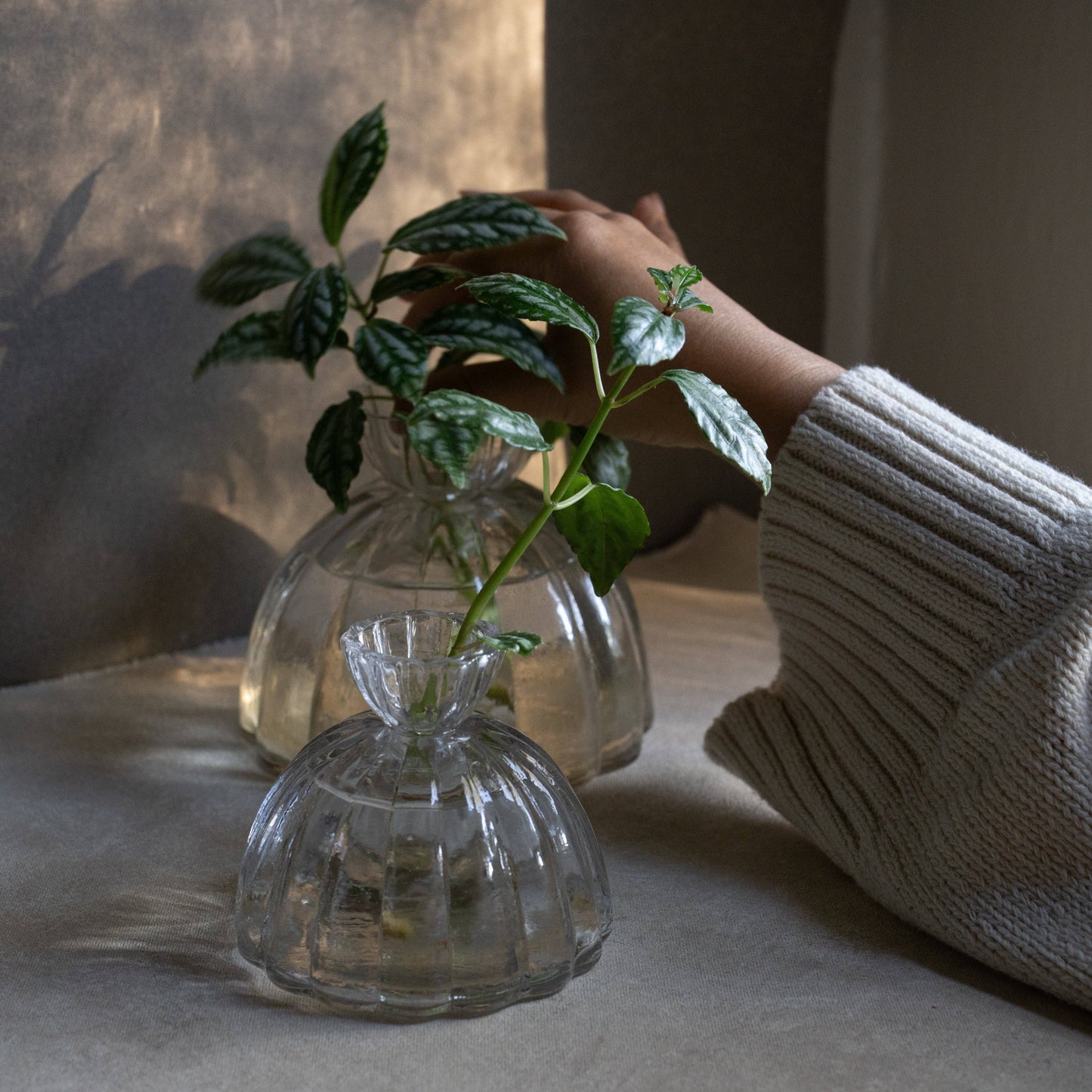 Root Propagation Vase (Two Sizes Available)