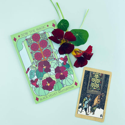 Black Velvet Nasturtium Tarot Seed Packet